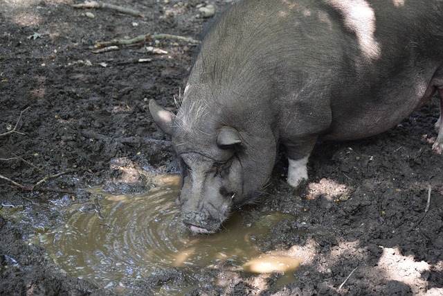在主场首回 在主场首回